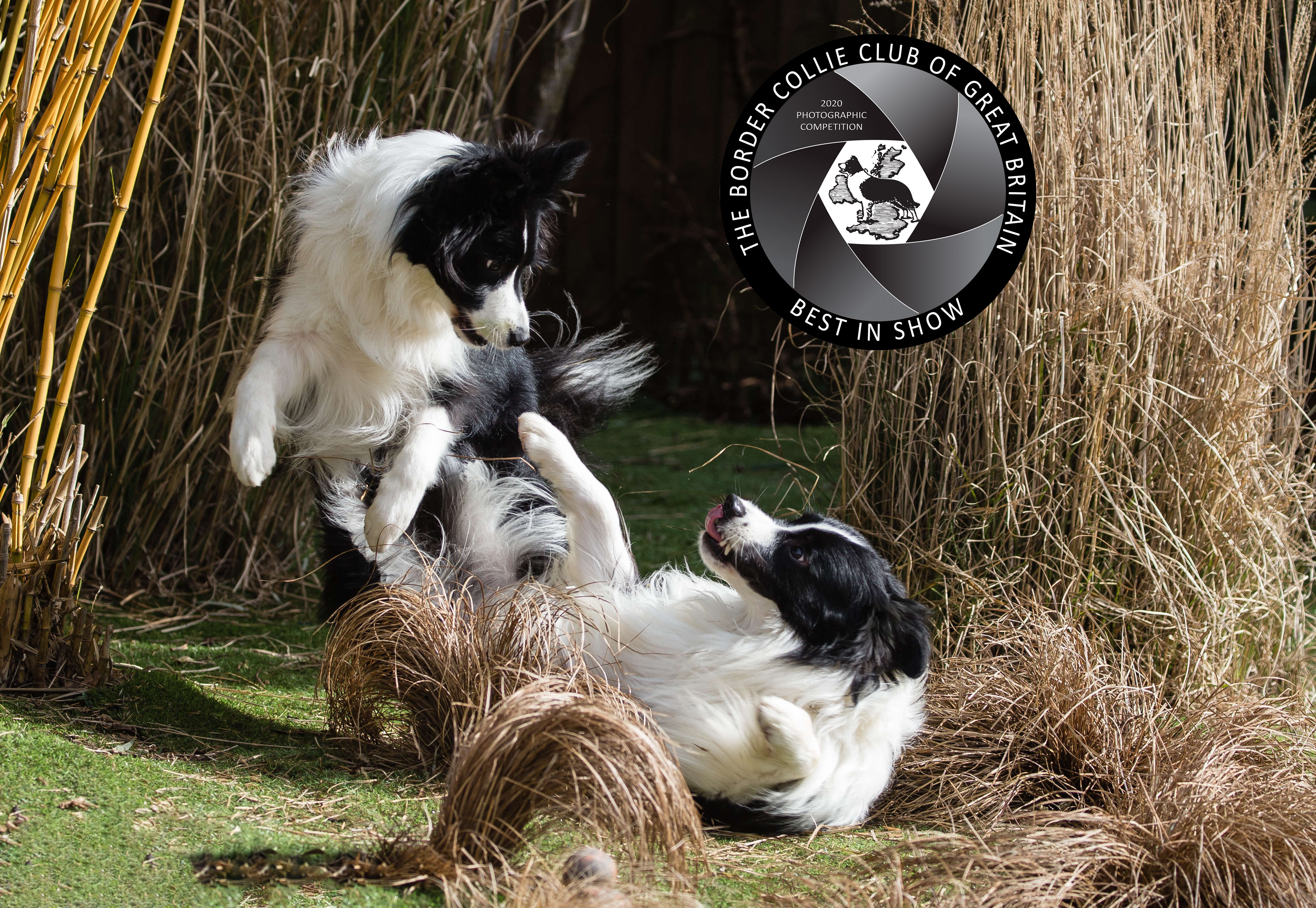 Border Collie Club of Great Britain