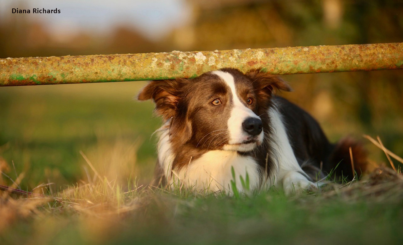 Border Collie Club of Great Britain